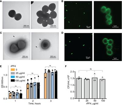 Platelet factor 4 improves survival in a murine model of antibiotic-susceptible and methicillin-resistant Staphylococcus aureus peritonitis